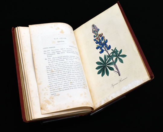 Special Collections Lupinus Plate